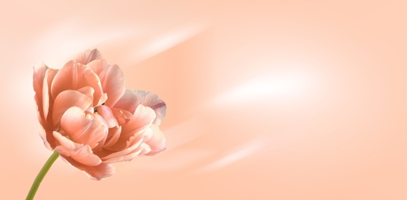 All about Peach Fuzz, Pantone